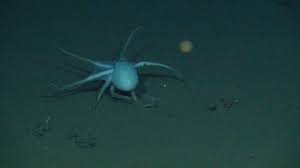 Manganese nodules grow extremely slowly (about 5 mm in a million years). Manganese Nodules As Breeding Ground For Deep Sea Octopuses Geomar Helmholtz Zentrum Fur Ozeanforschung Kiel