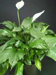 We did not find results for: Plants Are The Strangest People How To Rebloom A Peace Lily
