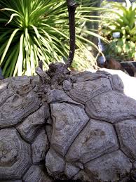 Image result for Dioscorea minutiflora
