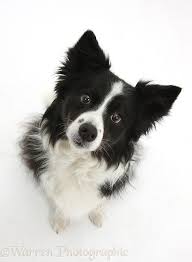 Black And White Border Collie Mix Black And White Border Collie Bordercollie Collie Dog White Border Collie Border Collie Dog