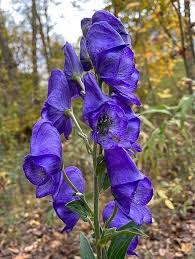 Image result for Tephrosia radicans