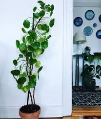 Die Neue Trendpflanze Pilea Peperomioides Pflanzen Chinesische Geldpflanze Und Zimmerpflanzen