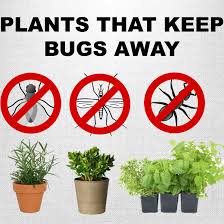 Your yard needs these plants to keep bugs away. Very Helpful Plants That Keep The Bugs Away From Your Home Steemit