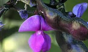 Image result for Lablab