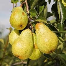 Ini adalah bot untuk discord yang dibuat khusus untuk server klub film anak grafika. Mar Starkrimson Bot De Iepure Agrodenmar Ro