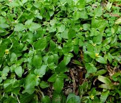 Image result for Synedrella