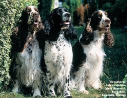 Image result for anglický špringršpaněl