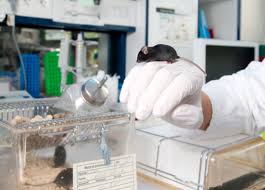 Here we demonstrate that the c. Can Biotechnology Reduce Animal Testing In Medicine