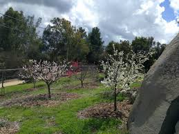 We did not find results for: Messages From Your Deciduous Fruit Trees After The Chilly Winter Greg Alder S Yard Posts Southern California Food Gardening