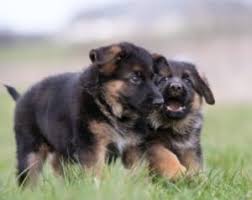 Dinces llc is located in new york. 5 Best German Shepherd Breeders In New York 2021 We Love Doodles