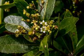 Image result for Gerrardina