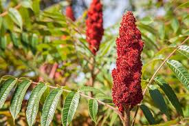 Image result for Anacardiaceae