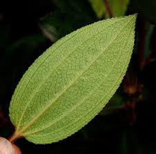 Image result for Dissotis trothae