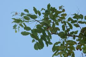 Image result for Pterocarpus