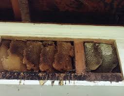 How does a beehive work. 125 Year Old Bee Hive From The 1880 Gets Change Of Address Southeast Bee Removal