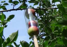 Maybe you would like to learn more about one of these? Fruit Picker Quick Easy Diy Homestead And Survival Fruit Picker Fruit Garden Fruit