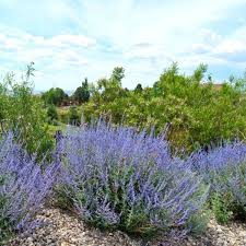 Image result for Perovskia atriplicifolia 'blue spire'