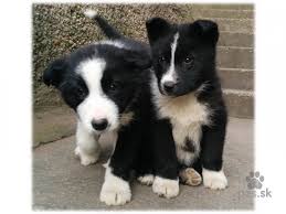 Image result for karelský medvědí pes