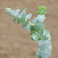 ユーカリ ベイビー ブルー 育て 方