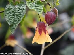 Image result for Abutilon angulatum