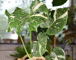 Monstera Thai Constellation Monstera Deliciosa Thai Constellation Plants Candide Gardening Plants Monstera Deliciosa Monstera