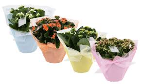Image result for Kalanchoe rosalina