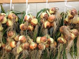 タマネギの保存方法 葉っぱと根っこはどうしたらいい