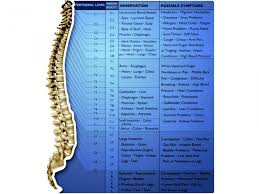 Does Chiropractic Care Heal Disease Dr Christine Hoch
