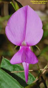 Image result for Galactia