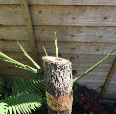 How To Prune A Cordyline Australis Jack Wallington Garden Design Ltd