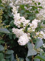 Image result for ligustrum ovalifolium