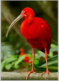 kizil aynak scarlet ibis beautiful birds red birds pretty birds