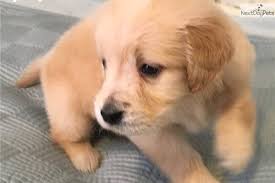 Raising golden retriever puppies with excellent health, temperament and structure. Golden Retriever Puppy For Sale Near Huntsville Decatur Alabama 5d296843 3311