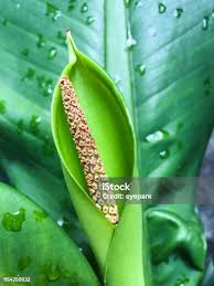 Image result for dieffenbachia flower