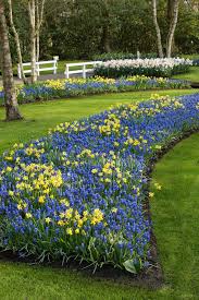 Muscari Narcissus Tete A Tete Garden Pictures Gorgeous Gardens Deer Resistant Garden