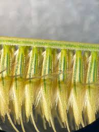 Image result for Ctenium