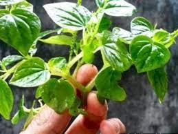 Jun 27, 2021 · manfaat daun sirih sebagai obat tradisional untuk mengobati sejumlah masalah kesehatan seperti kolesterol dan mimisan. Sering Dianggap Tanaman Penganggu Sirih Cina Ternyata Bisa Sembuhkan Demam Sakit Kepala Gangguan Ginjal Dan Asam Urat Watyutink