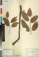 Image result for Isoberlinia