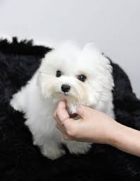 Mercy puppy rescue nonprofit organization nj contact us. Mpr Puppies Mercy Puppy Recue
