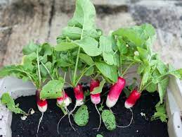 In general, the bigger ones (like daikon and horseradish) are slower growing a strong grow light that can give the equivalent of 6+ hours of direct sun dli of 18+ mol/m²/day. Growing Radishes Indoors Diy