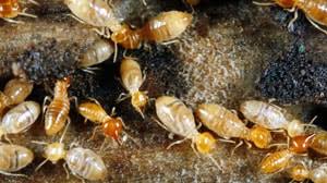 Romney pest control has won multiple angie's list awards over the past 5 years for pest control service offered in dallas, tx and san antonio, tx. Termite Control Extermination Apple Pest Control