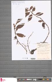 Image result for Begonia subscutata