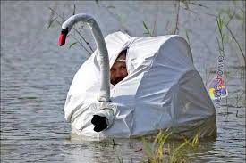 Fake Swan Photographer Humor Pet Detective Strange Photos