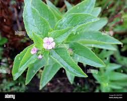 Image result for Teedia lucida