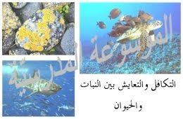 التكافل والتعايش بين النبات والحيوان التكافل هو أن يعيش نوعان من النبات أو نبات وحيوان معا لمنفعة مشت blog posts blog art