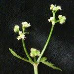 Image result for Sanicula elata