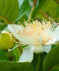 Image result for Psidium guajava