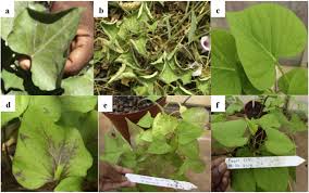 Image result for Lepistemon owariensis
