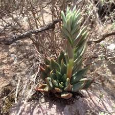 Echeverias De Mexico Inaturalist Echa un vistazo a nuestra selección de echeveria amoena para ver las mejores piezas hechas a mano, únicas o personalizadas de nuestras tiendas de exterior y jardinería. echeverias de mexico inaturalist