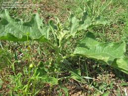 Weeds, like all plants, are classified based on morphological characteristics of their vegetative and reproductive structures. Plant Identification Closed Can Someone Please Identify This Central Texas Weed 1 By Tluck54